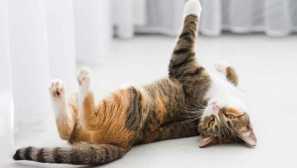 Koliko dugo mačke u mački i kako pomoći kućnim ljubimcima preživjeti ovo razdoblje